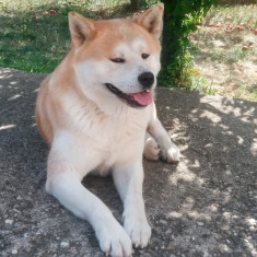 monta Akita Inu Japonez