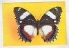 Bnk cp Sibiu - Muzeul de istorie naturala - Fluturi - Hypolimnas dexithea - necirculata, Printata