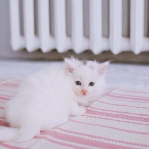 Angora Turceasca / Turkish Angora  Okazii.ro