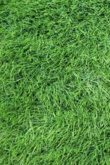 SRI LANKA, Covor Gazon Iarba Artificiala, Verde, 40 mm, Latime 1 m - 100x500