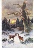 D11 A 12 - Felicitare de colectie - circulata la 1905 - Frankfurt, Germania, Printata