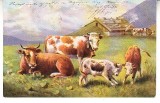 D11 A 19 - Felicitare de colectie - circulata la 1905 - Frankfurt
