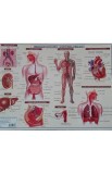 Plansa Biologie scolara - Anatomia omului