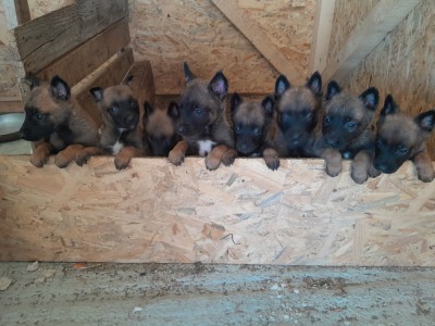 Pui ciobanesc malinois foto