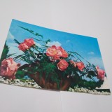 Cumpara ieftin CARTE POSTALA FELICITARE NECIRCULATA
