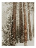 Tablou Canvas, "Pădurea &icirc;n mijloc de iarnă albă", Iarnă, Pădure, Zăpadă, Brazi, Tăcere, Rece, Natură, Alb, 26 x 39 cm, CMCLASS