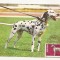 CA9 -Carte Postala-Asociatia chinologilor din R.S.R. Dalmatian ,circulata 1983