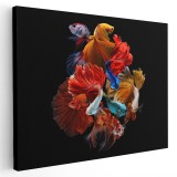 Tablou pesti luptatori siamezi, multicolor 1608 Tablou canvas pe panza CU RAMA 70x100 cm