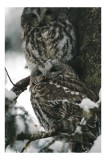 Tablou Canvas, "Bufnițe odihnindu-se &icirc;n zăpadă iernatică", Bufnițe, Zăpadă, Copac, Crengi, Iarnă, Pene, Camuflaj, Natură, Privire, Pădure, 26 x 39 cm,