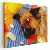 Tablou caine dormind pe plaja Tablou canvas pe panza CU RAMA 60x80 cm