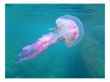 Tablou Canvas, "Meduza purpurie a oceanului albastru", Meduză, Albastră, Apă, Ocean, Tentacule, Plutire, Culoare, Natură, Frumusețe., 39 x 26 cm, CMCL