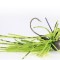 Rapture Tungsten Finesse Rub Jig 1.7g Chartreuse Pepper