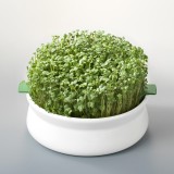 Vas Germinare Ceramica Sita Seminte Mucilaginoase Germline