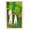 Tablou de lemn 30x50cm cu licheni stabilizati, amaranthus si muschi stabilizati