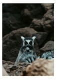 Tablou Canvas, "Lemur curajos &icirc;n habitatul său natural", Lemur, Pufos, Pietre, Privire, Misterios, Natură, Codiță, Ascuns, 26 x 39 cm, CMCLASS