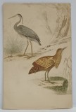 EGRETA SI DROPIE , GRAVURA COLORATA MANUAL , CARTE POSTALA , CLASICA , CCA. 1900