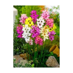 Bulbi Ixia Mixed, Ixia, 5/6 cm