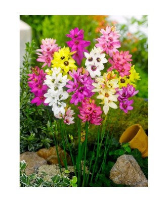 Bulbi Ixia Mixed, Ixia, 5/6 cm foto