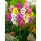 Bulbi Ixia Mixed, Ixia, 5/6 cm