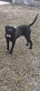 V&acirc;nd cane corso, Pedigree