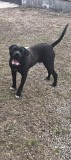 V&acirc;nd cane corso, Pedigree