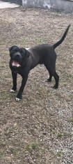 V&acirc;nd cane corso