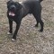 V&acirc;nd cane corso
