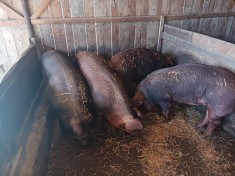 Porci de v&acirc;nzare