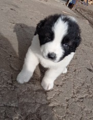 Ciobanesc de Bucovina foto