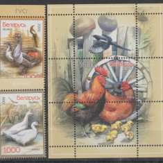 BELARUS 2009 PASARI DE CURTE - GAINI Serie 2 timbre+ Bloc MNH**