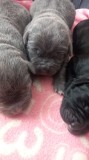 Pui cane corso de vanzare