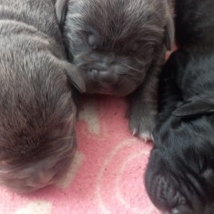 Pui cane corso de vanzare