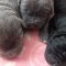 Pui cane corso de vanzare