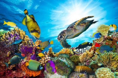 Fototapet de perete autoadeziv si lavabil Lumea acvatica, recif coral, 220 x 135 cm foto