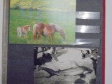 FAUNA - CAI PASCAND - ED. AMIS SANS FRONTIERS - COLOR , NECIRCULATA SI RECHIN ESUAT PE TARM - ALB- NEGRU,NECIRCULATA., Franta, Fotografie