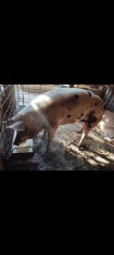 V&acirc;nd porc de carne crescut &icirc;n gospodărie