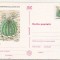 bnk cp Cactusi - necirculata - marca fixa - 023/97
