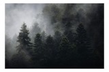 Tablou Canvas, "Pădurea adormită &icirc;n ceață misterioasă", Mister, Pădure, Ceață, Brazi, Liniște, Natură, Verdeață, Tăcere, Vapoare, Umbre, 39 x 26 cm, C