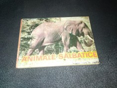 ANIMALE SALBATICE PENTRU COPII DE 1 3 ANI