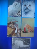 HOPCT LOT NR 1043 PISICI --5 CARTI POSTALE-CIRCULATE, Circulata, Printata