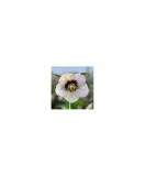 Planta Spanz, Helleborus Orientalis, flori simple, pink picotee, roz, ghiveci 10cm, Oem