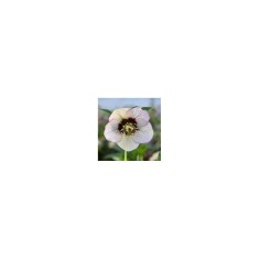 Planta Spanz, Helleborus Orientalis, flori simple, pink picotee, roz, ghiveci 10cm
