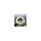 Planta Spanz, Helleborus Orientalis, flori simple, pink picotee, roz, ghiveci 10cm