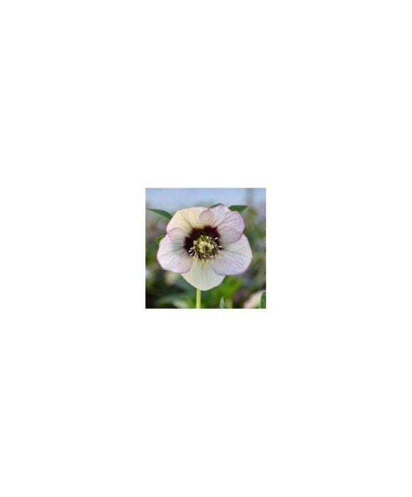 Planta Spanz, Helleborus Orientalis, flori simple, pink picotee, roz, ghiveci 10cm