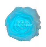 Trandafiri Criogenati XL GLOW BLUE (&Oslash;6-6,5cm, set 6 buc /cutie)