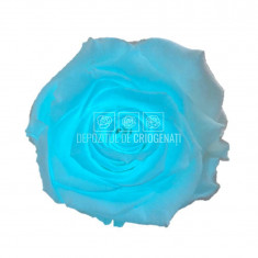 Trandafiri Criogenati XL GLOW BLUE (Ø6-6,5cm, set 6 buc /cutie)