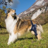 Balto - Genunchieră simplă cu atelă, pentru c&acirc;ini L