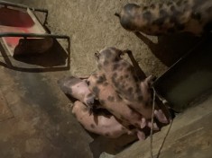 Purcei Pietrani cu duroc foto