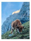 Tablou Canvas, "Vaca pășun&acirc;nd la poalele muntelui", Montană, Vacă, Pajiște, St&acirc;nci, Cer, Natură, Verdeață, Peisaj, 26 x 39 cm, CMCLASS