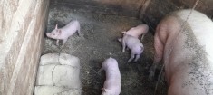 Purcei de foto